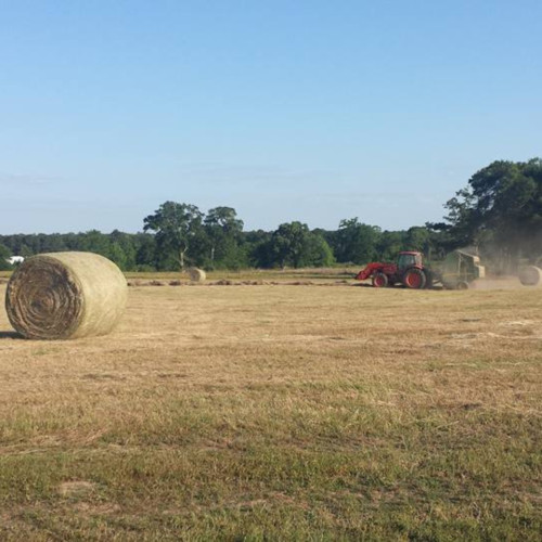 Custom Hay Bailing